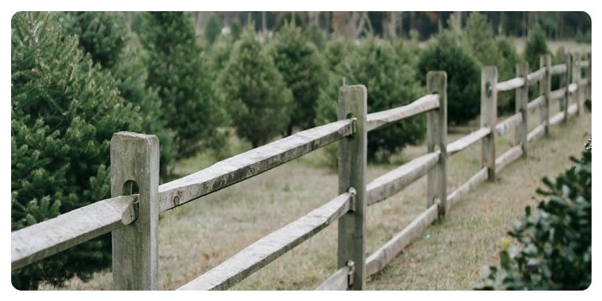 How to Create the Perfect Website for Your Christmas Tree Farm